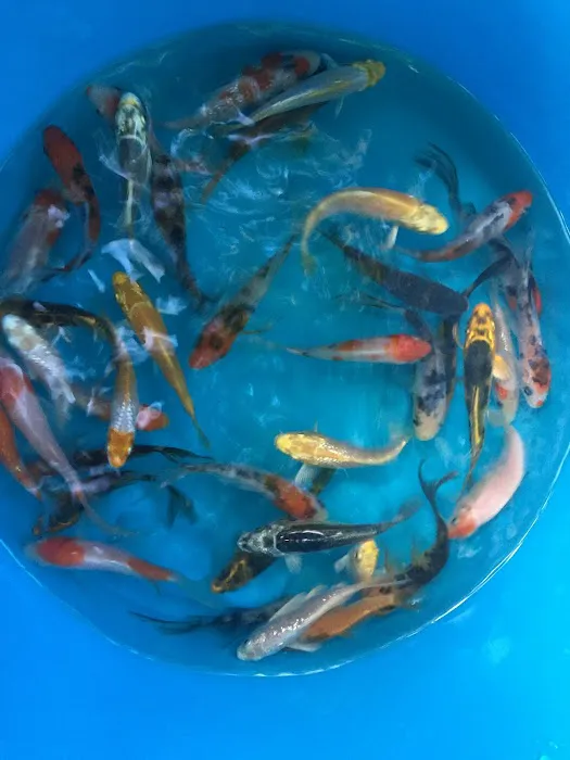 Alanka Koi Picture 7