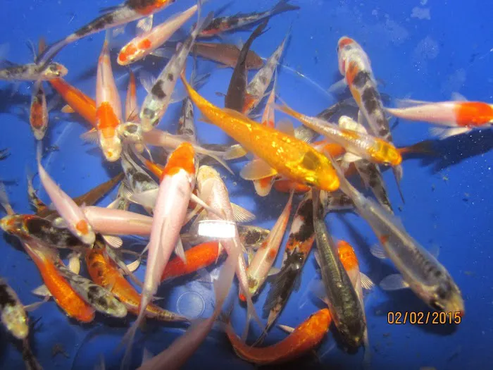 Alanka Koi Picture 9