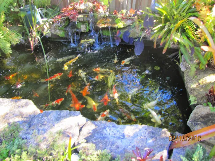 Alanka Koi Picture 4