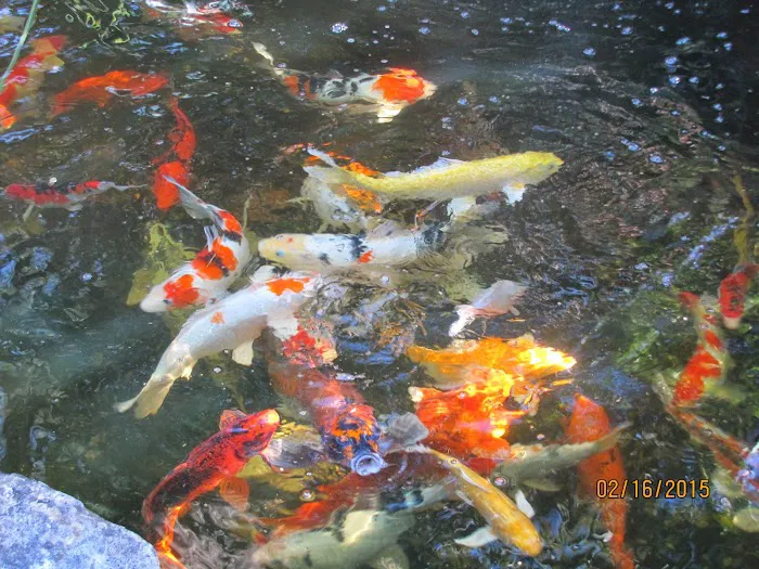 Alanka Koi Picture 5