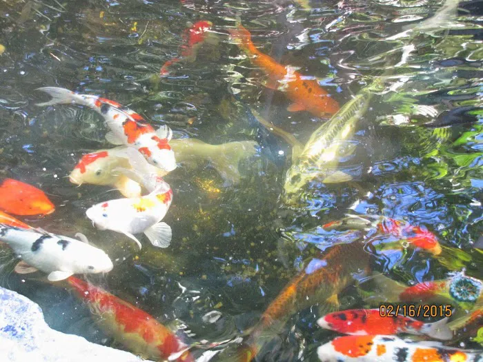 Alanka Koi Picture 3