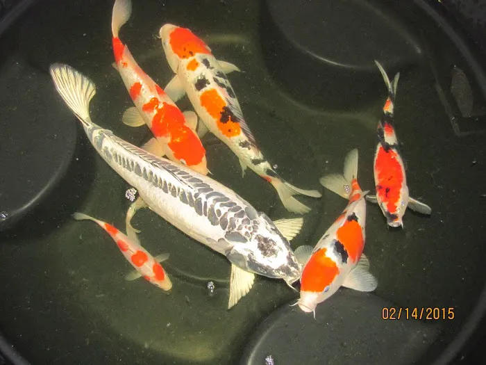 Alanka Koi Picture 8