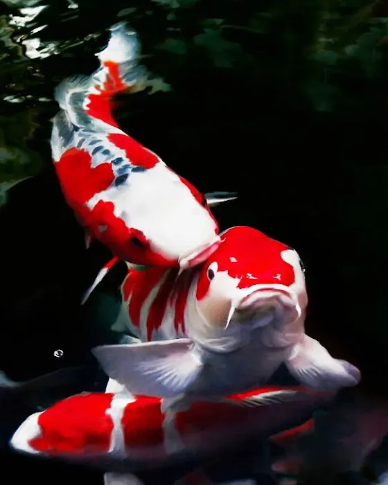 Alanka Koi Picture 6