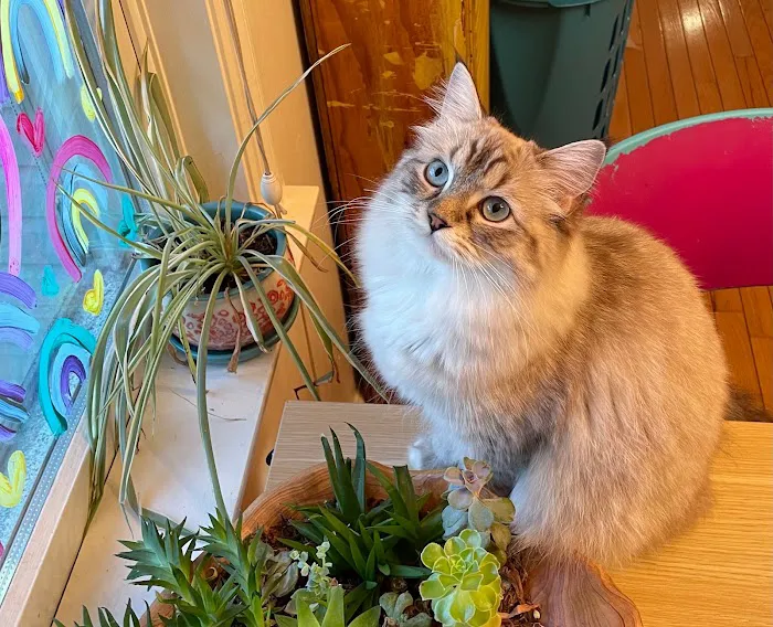 Boho Ragdolls Picture 10