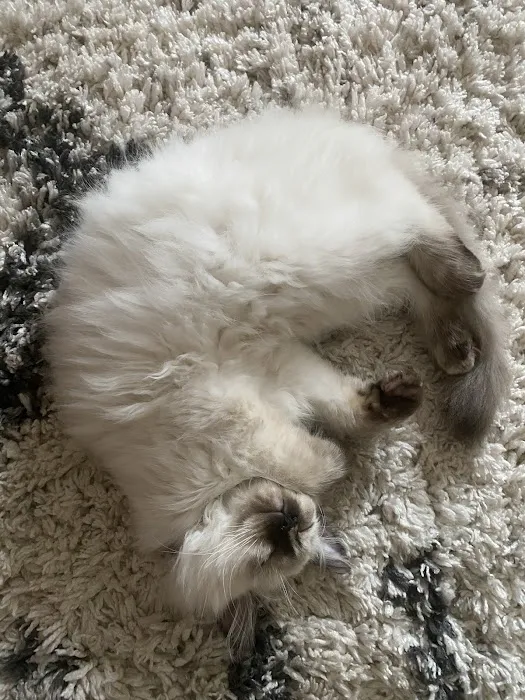Boho Ragdolls Picture 2
