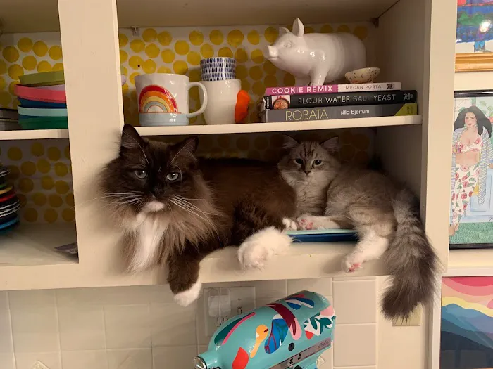 Boho Ragdolls Picture 8