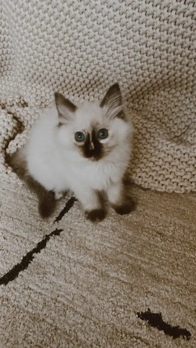 Boho Ragdolls Picture 3