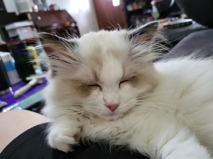 Boho Ragdolls Picture 9