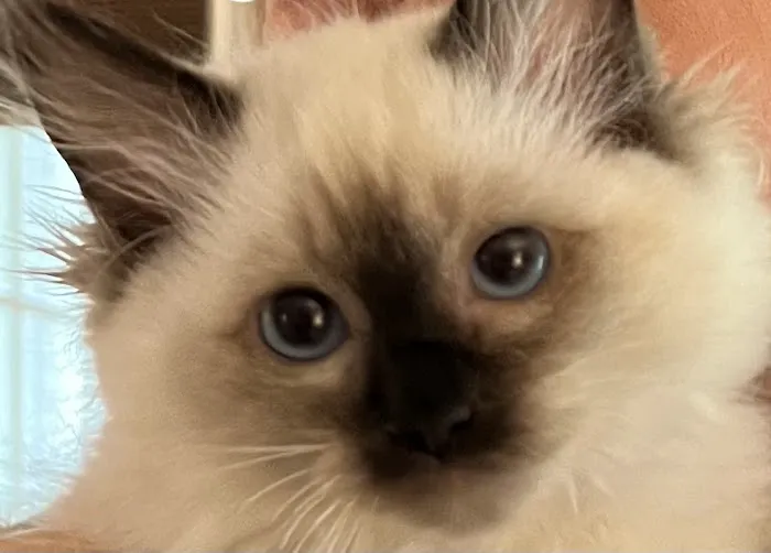 Boho Ragdolls Picture 4