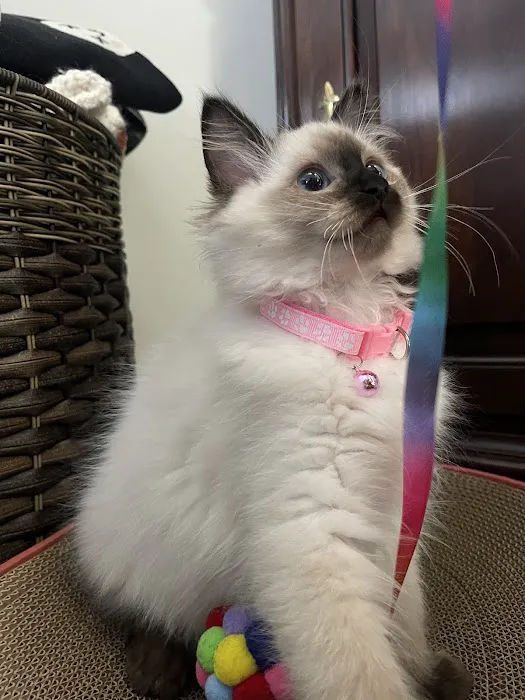 Boho Ragdolls Picture 5