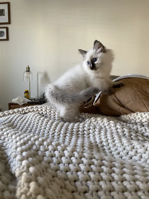 Boho Ragdolls Picture 1