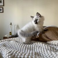 Boho Ragdolls ico