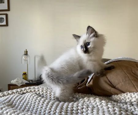 Boho Ragdolls