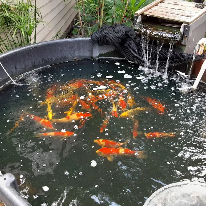 Kodama Koi Garden FL Picture 4
