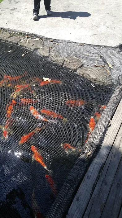 Kodama Koi Garden FL Picture 1