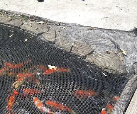 Kodama Koi Garden FL
