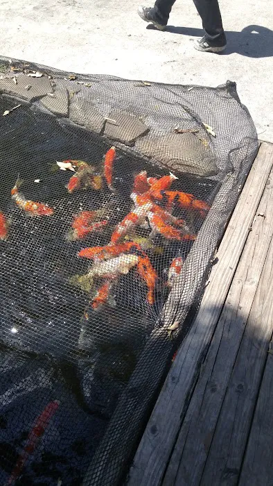 Kodama Koi Garden FL Picture 2