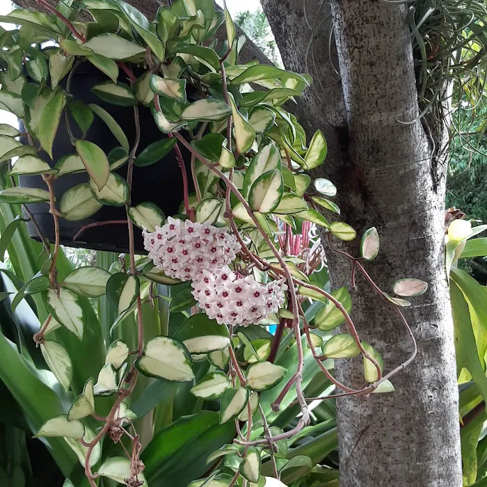 Kodama Koi Garden FL Picture 6