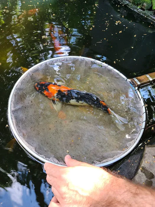 Kodama Koi Garden FL Picture 9