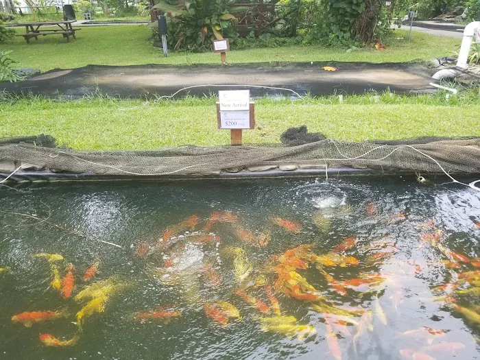Kodama Koi Garden FL Picture 7