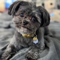 Valley Road Animal Hospital ico