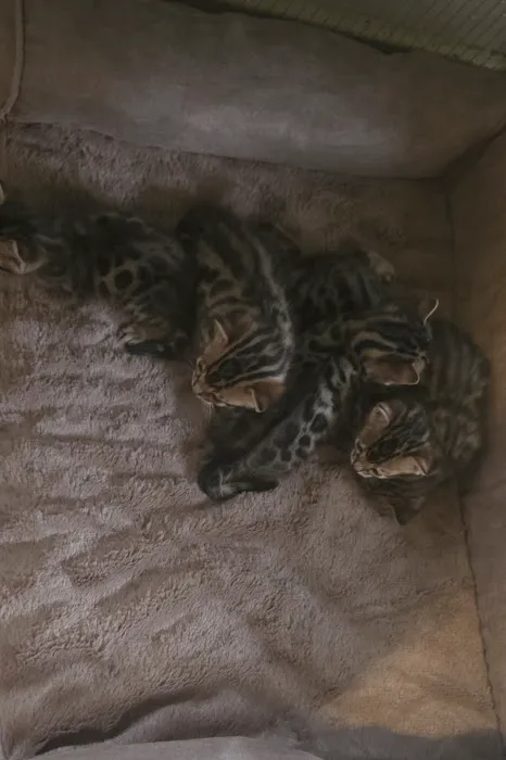 Hoffman Furry Family Picture 2