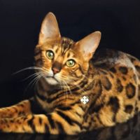 Hoffman Furry Family ico