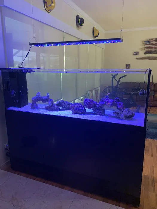 Aquarium Reef Creations Picture 9