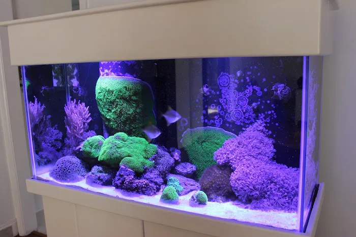 Aquarium Reef Creations Picture 6