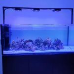 Aquarium Reef Creations