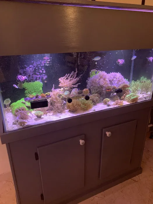 Aquarium Reef Creations Picture 4