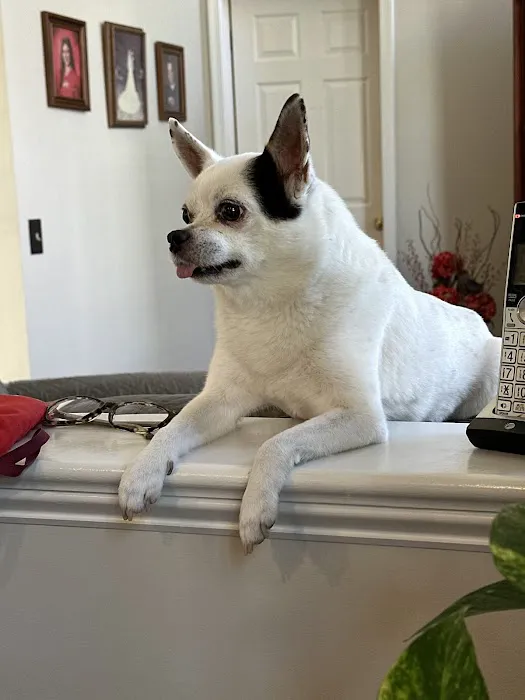 Lambs Gap Animal Hospital Picture 7