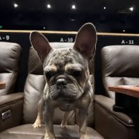 Royal Cachorritos / Puppies / Puppy ico
