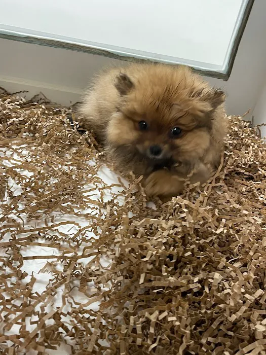 Royal Cachorritos / Puppies / Puppy Picture 8