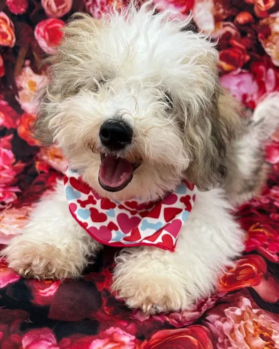 Royal Cachorritos / Puppies / Puppy Picture 6