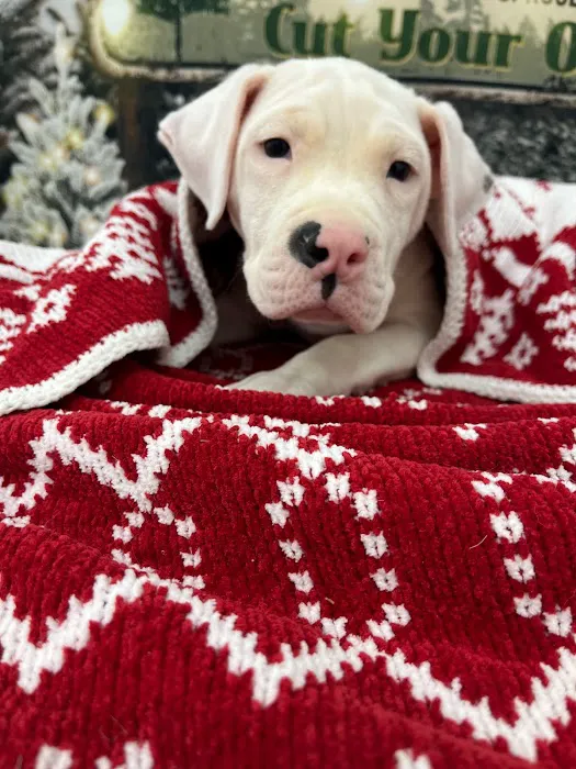 Royal Cachorritos / Puppies / Puppy Picture 3
