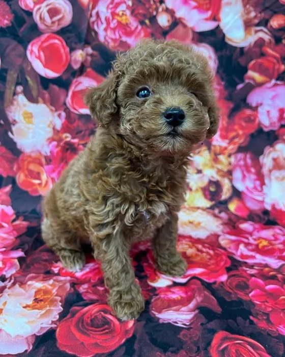 Royal Cachorritos / Puppies / Puppy Picture 10