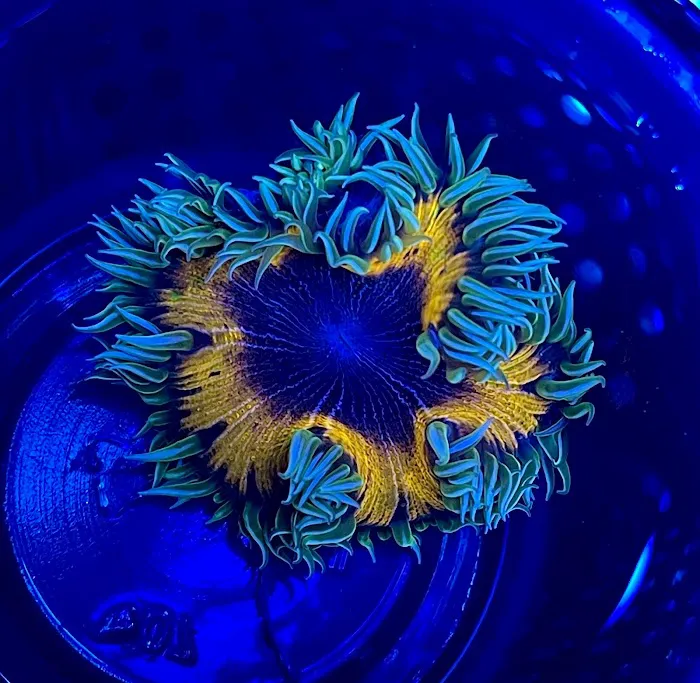 PV Reefs Picture 5