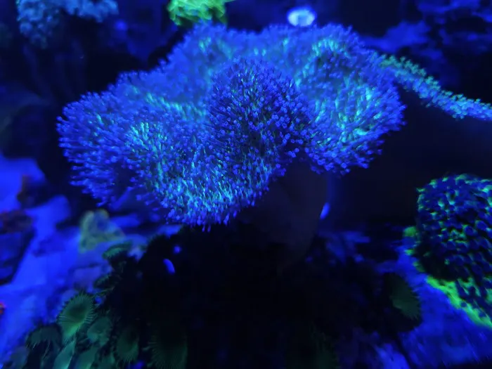 PV Reefs Picture 7