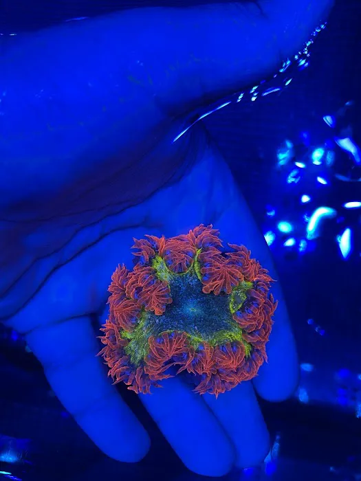 PV Reefs Picture 10