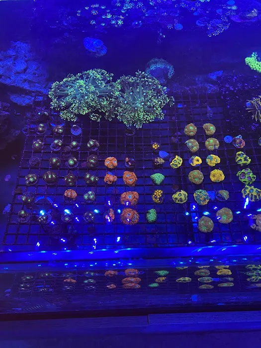 PV Reefs Picture 3