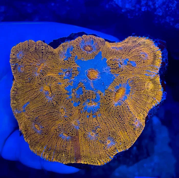 PV Reefs Picture 8