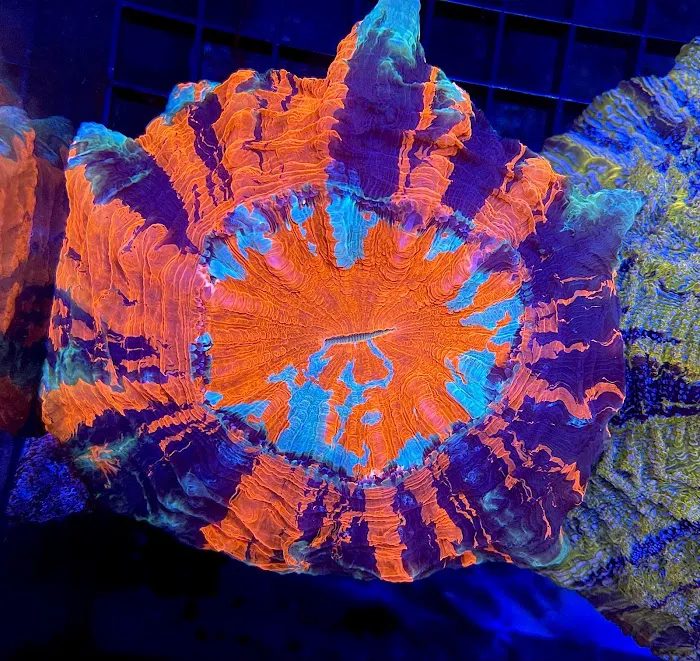 PV Reefs Picture 1