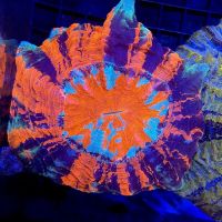 PV Reefs ico