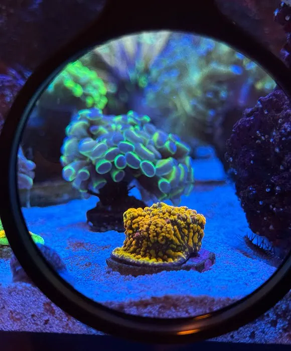 PV Reefs Picture 6