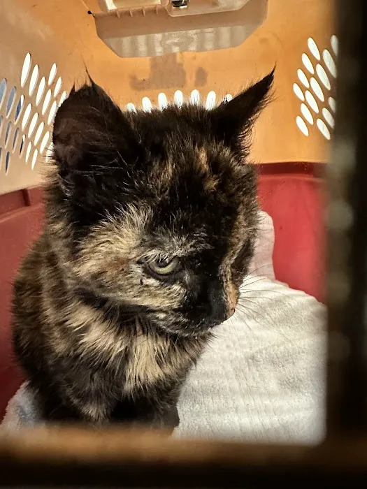 Boiling Springs Animal Hospital Picture 1