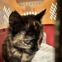 Boiling Springs Animal Hospital ico