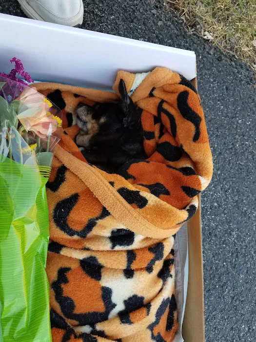 Boiling Springs Animal Hospital Picture 6