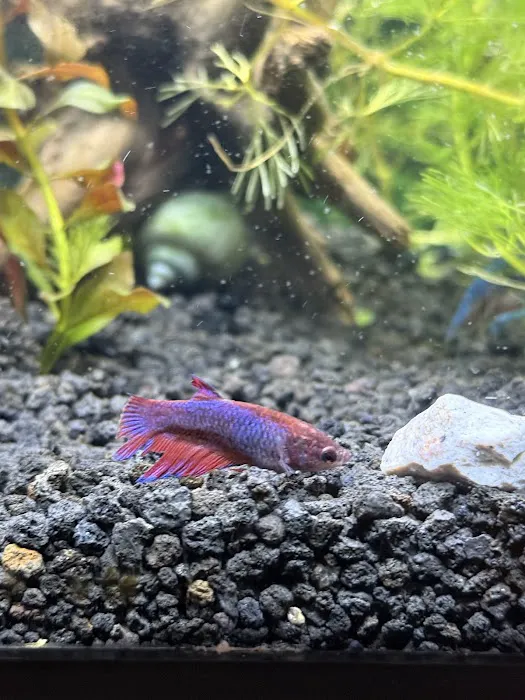 David Pet Shop Picture 6