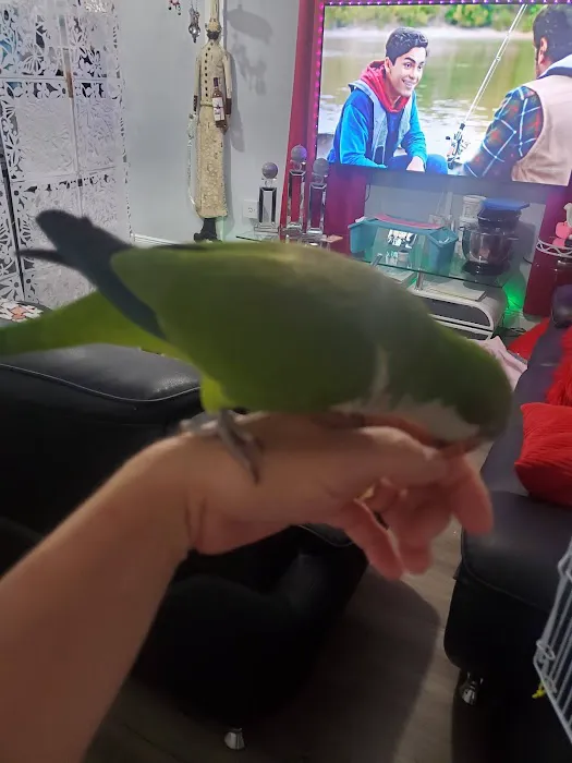 David Pet Shop Picture 7